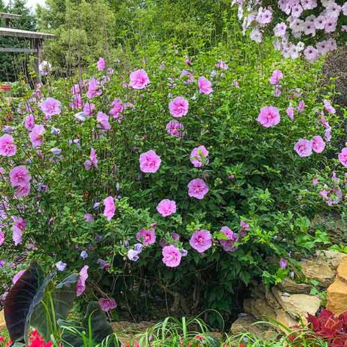 1 buc, Hibiscus Lavander Chiffon - Răsaduri: Mod de ambalare: 1 buc