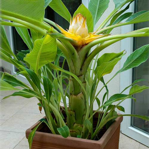 1 buc, Banan ornamental - Răsaduri: Mod de ambalare: 1 buc