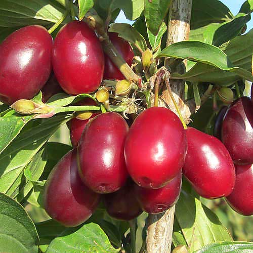 1 buc, Corn (Cornus mas) Big Apple - Butași: Mod de ambalare: 1 buc