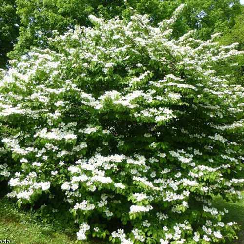 1 buc, Călin Mariesii - Răsaduri: Mod de ambalare: 1 buc