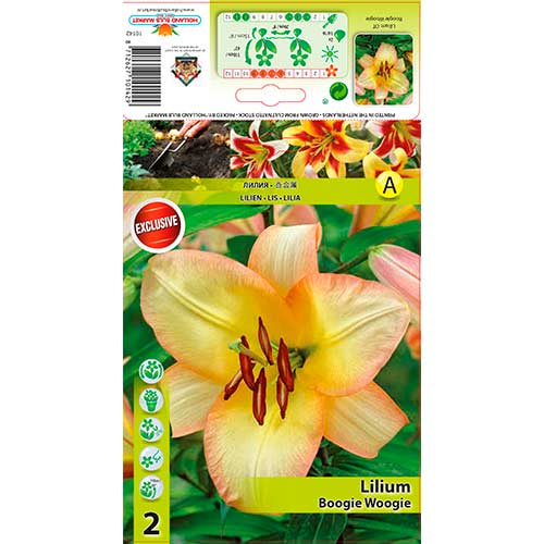 2 buc, Crin Boogie Woogie - Bulbi: Mod de ambalare: 2 buc