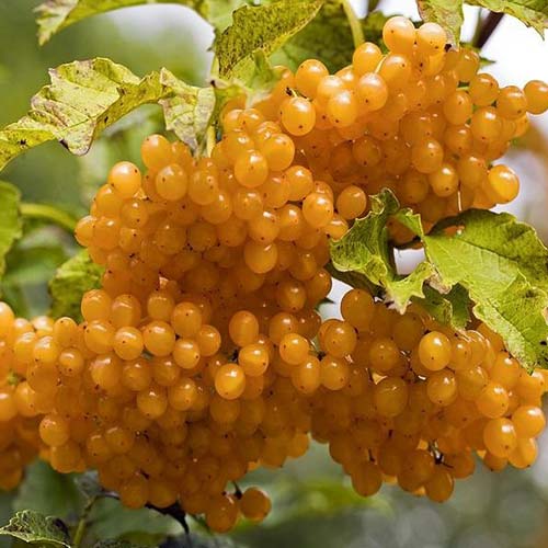 1 buc, Călin Xanthocarpun - Răsaduri: Mod de ambalare: 1 buc