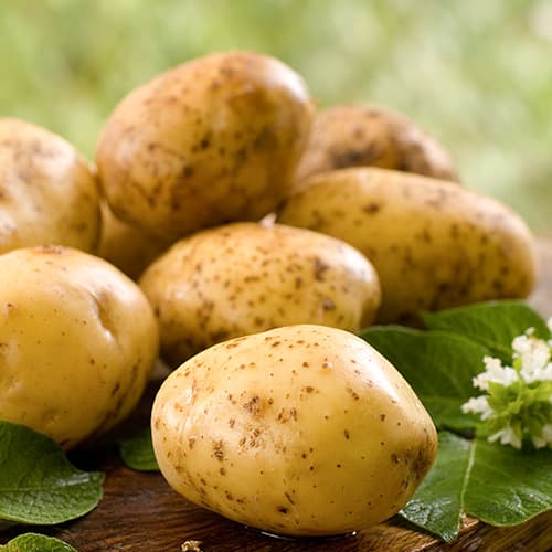 1 kg, Cartofi de sămânță Colomba - Tuberculi: Mod de ambalare: 1 kg