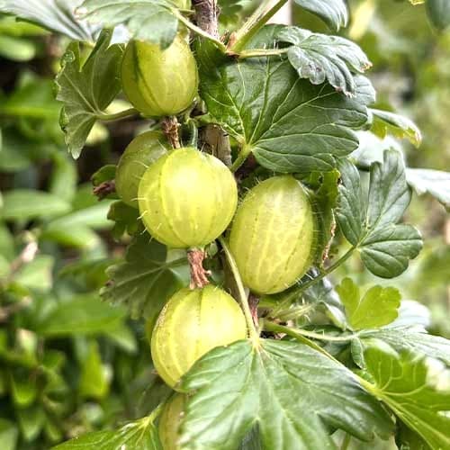 1 buc, Agriș Invicta - Puieți: Mod de ambalare: 1 buc