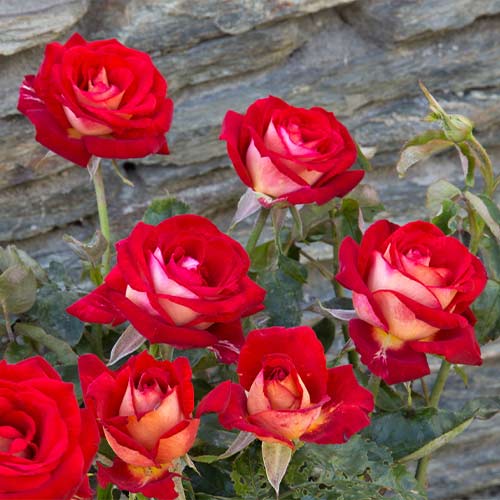 1 buc, Trandafir teahibrid Deutsche Welle - Butași: Mod de ambalare: 1 buc