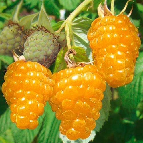 1 buc, Zmeur pe tulpină Gold - Puieți: Mod de ambalare: 1 buc