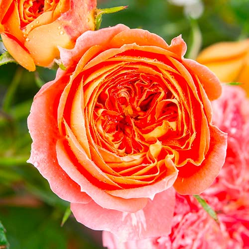 1 buc, Trandafir teahibrid Carmen - Butași: Mod de ambalare: 1 buc