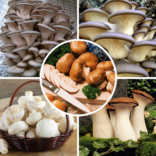 1 pac, Super-ofertă!Set de ciuperci de 5 soiuri - : Mod de ambalare: 5 pac