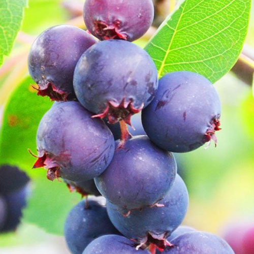 1 buc, Amelanchier (Pom de stafide) Smoky - Răsaduri: Mod de ambalare: 1 buc