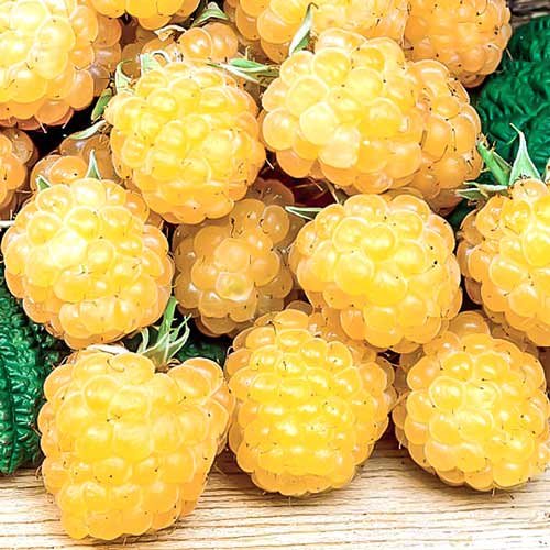 1 buc, Zmeur Fall Gold - Puieți: Mod de ambalare: 1 buc