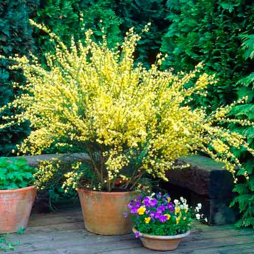 1 buc, Mătură (Cytisus) Allgold - : Mod de ambalare: 1 buc