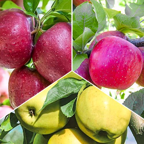 Ofertă specială! Meri Trio, set de 3 soiuri - Puieți: Mod de ambalare: 3 buc