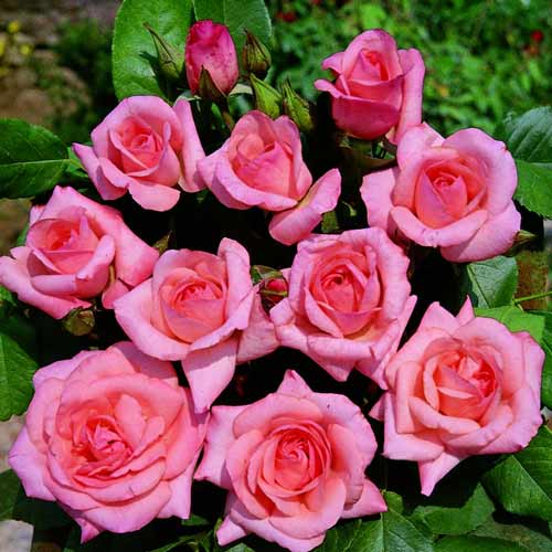 1 buc, Trandafir Floribunda Gysella - Butași: Mod de ambalare: 1 buc