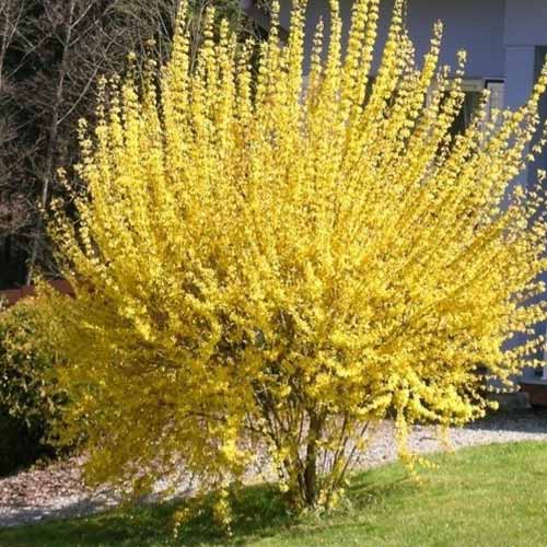 1 buc, Forsythia Mini Gold - Puieți: Mod de ambalare: 1 buc