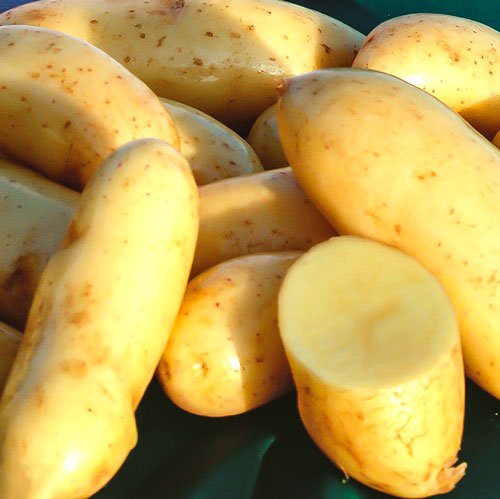 1 kg, Cartofi de sămânță Mayan Gold - Tuberculi: Mod de ambalare: 1 kg