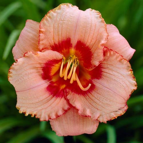 1 buc, Crin de vară (Hemerocallis) Strawberry Candy - Răsaduri: Mod de ambalare: 1 buc