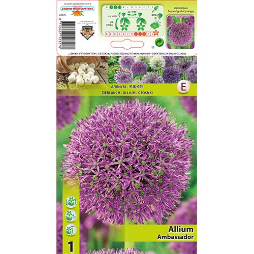 1 buc, Allium Ambassador - Bulbi: Mod de ambalare: 1 buc