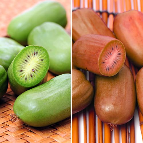 Ofertă specială! Mini kiwi Duo, set de 2 soiuri - Răsaduri: Mod de ambalare: 2 buc