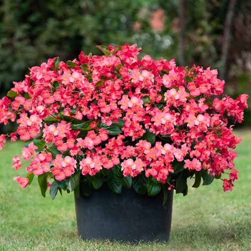 1 pac, Begonie Vera F1 roșie Legutko - Semințe: Mod de ambalare: 0.1 g