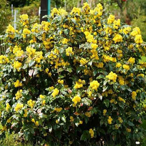 1 buc, Mahonia (Strugure de Oregon) - Răsaduri: Mod de ambalare: 1 buc