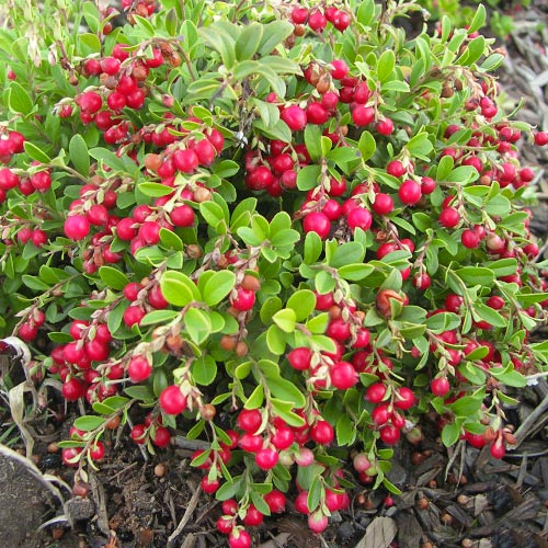 1 buc, Merișor Koralle - Răsaduri: Mod de ambalare: 1 buc