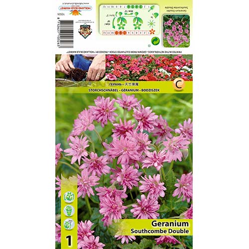 1 buc, Mușcată englezească (Geranium) Southcombe Double - Bulbi: Mod de ambalare: 1 buc