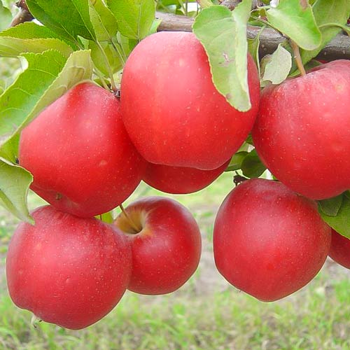 1 buc, Măr Gala - : Mod de ambalare: 1 buc