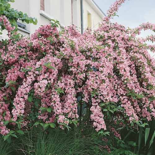 1 buc, Weigela Pink Princess, C2 - Puieți: Mod de ambalare: 1 buc