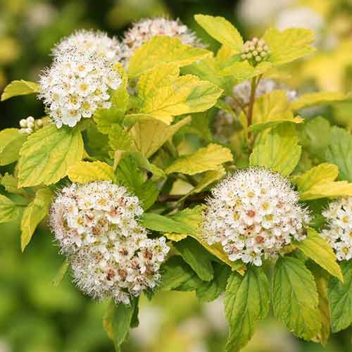 1 buc, Fizocarp Tilden Park - Răsaduri: Mod de ambalare: 1 buc