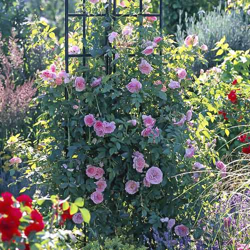 1 buc, Trandafir urcător Kir Royal - Răsaduri: Mod de ambalare: 1 buc