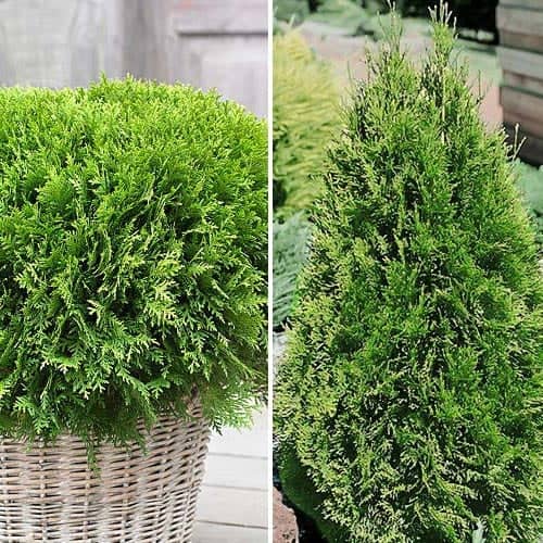 2 buc, Ofertă specială! Conifere Duo, set de 2 puieți - Puieți: Mod de ambalare: 2 buc