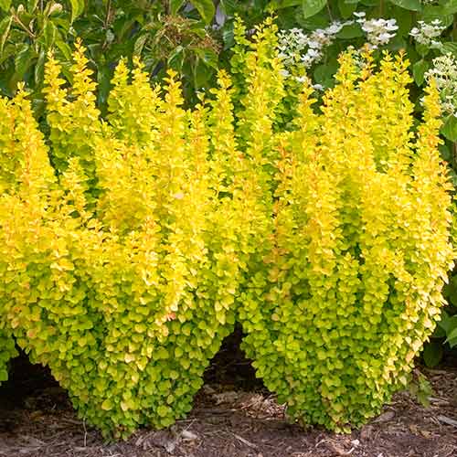 1 buc, Dracila japoneză Golden Dream - Răsaduri: Mod de ambalare: 1 buc