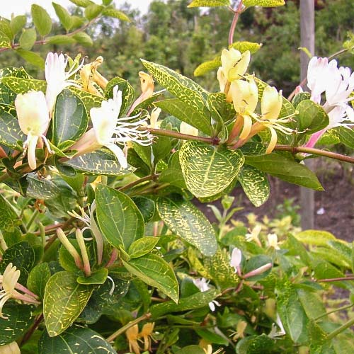 1 buc, Caprifoi (Mâna Maicii Domnului) Variegata - Răsaduri: Mod de ambalare: 1 buc