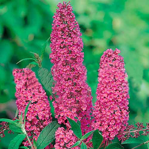 1 buc, Liliac de vară Ile de France - : Mod de ambalare: 1 buc