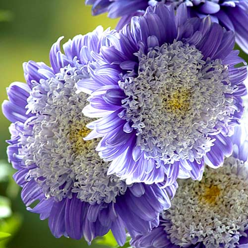 1 pac, Aster chinezesc pompon Ruckley Supreme - Semințe: Mod de ambalare: 0.5 g