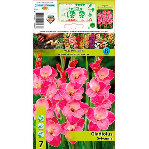 7 buc, Gladiole Sylvana - Bulbi: Mod de ambalare: 7 buc