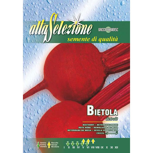 1 pac, Sfeclă roșie Detroit - Semințe: Mod de ambalare: 8 g