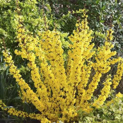 1 saz, Zlatice Mikador PBR, C3 - : Monžstvo balíkov: 1 saz