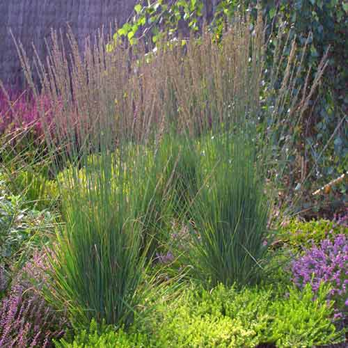 1 saz, Bezkolenec Moorhexe - : Monžstvo balíkov: 1 saz