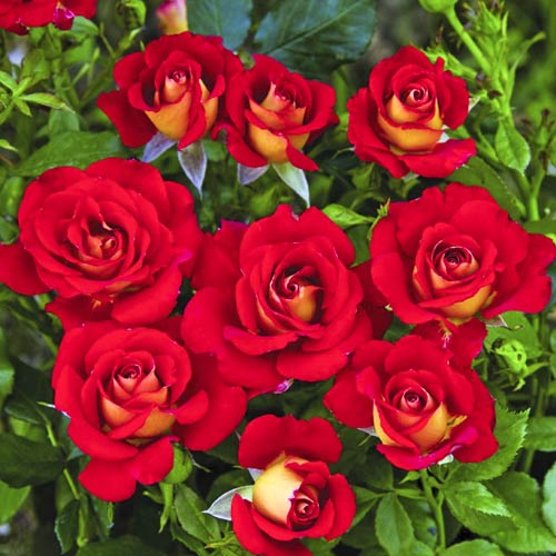 1 saz, Růže floribunda Ketchup & Mustard , C5 - : Monžstvo balíkov: 1 saz