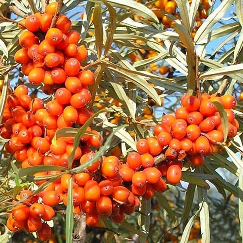 1 saz, Rakytník Pollmix - : Monžstvo balíkov: 1 saz