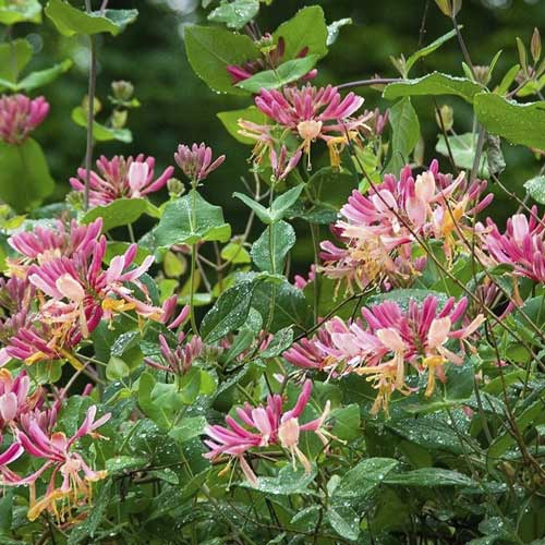 1 saz, Zimolez Heckrottův Goldflame, С2 - : Monžstvo balíkov: 1 saz