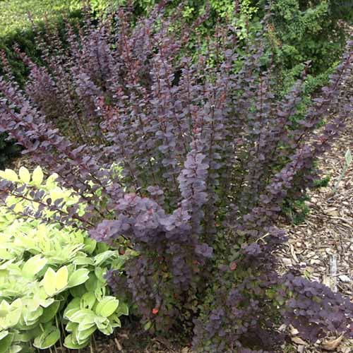 1 saz, Dřišťál Thunbergův Summer Chocolate PBR, C2 - : Monžstvo balíkov: 1 saz