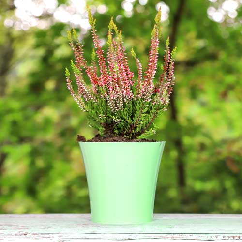 1 saz, Vřesovec Franca - : Monžstvo balíkov: 1 saz