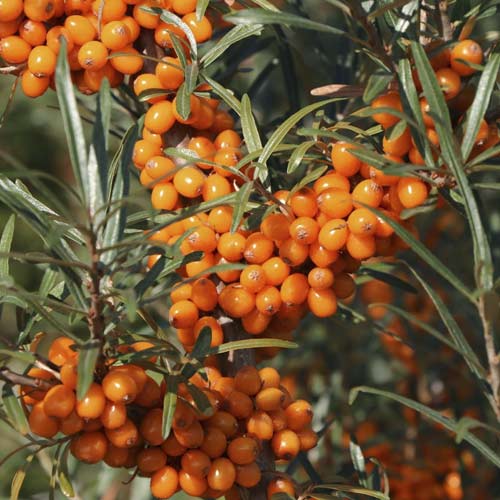 1 saz, Rakytník řešetlákový Eva, С2 - : Monžstvo balíkov: 1 saz