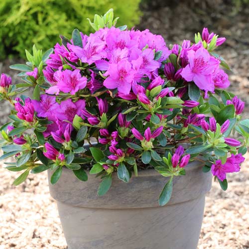 1 saz, Rododendron Konigstein, P9 - : Monžstvo balíkov: 1 saz