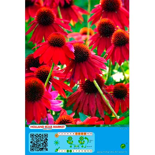 1 cib, Třapatka (Echinacea) červená - : Monžstvo balíkov: 1 cib