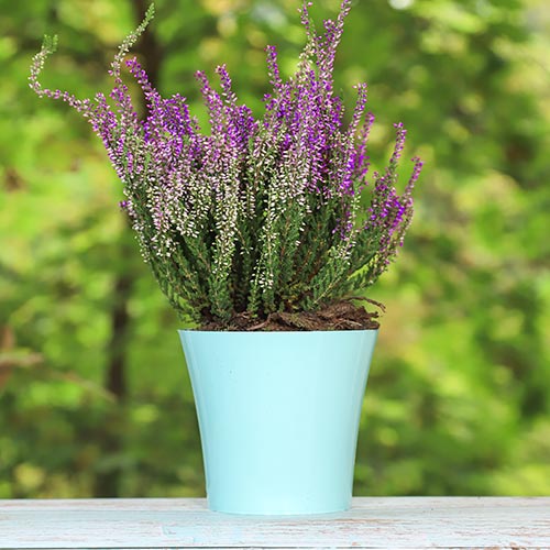 1 saz, Vřesovec Lisabeth - : Monžstvo balíkov: 1 saz