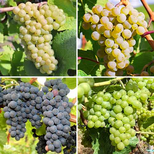 4 saz, Super nabídka! Sada Hroznové pokušení, 4 sazenice - : Monžstvo balíkov: 4 saz