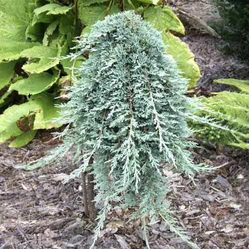 1 saz, Jalovec Icee Blue , C5 - : Monžstvo balíkov: 1 saz